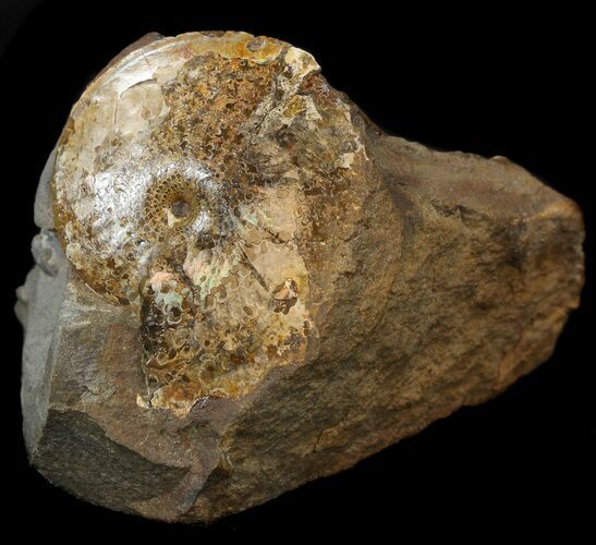 Sphenodiscus Ammonite Cluster- South Dakota #44028